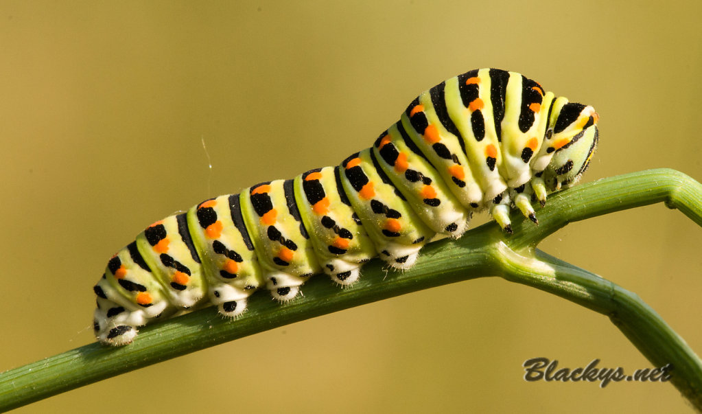 Schetterlingsraupe