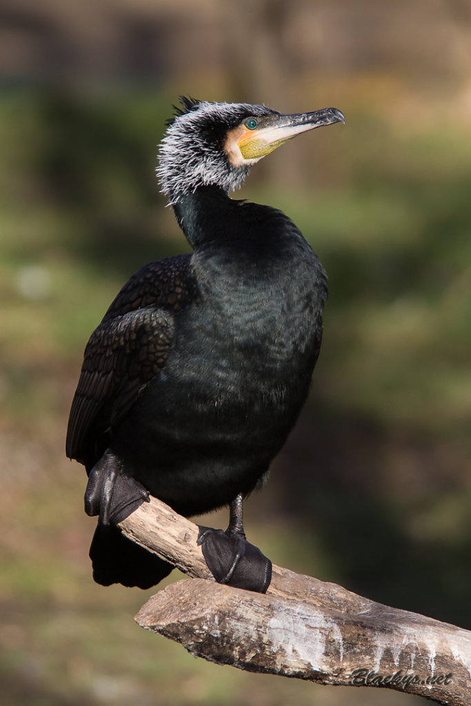 Kormoran