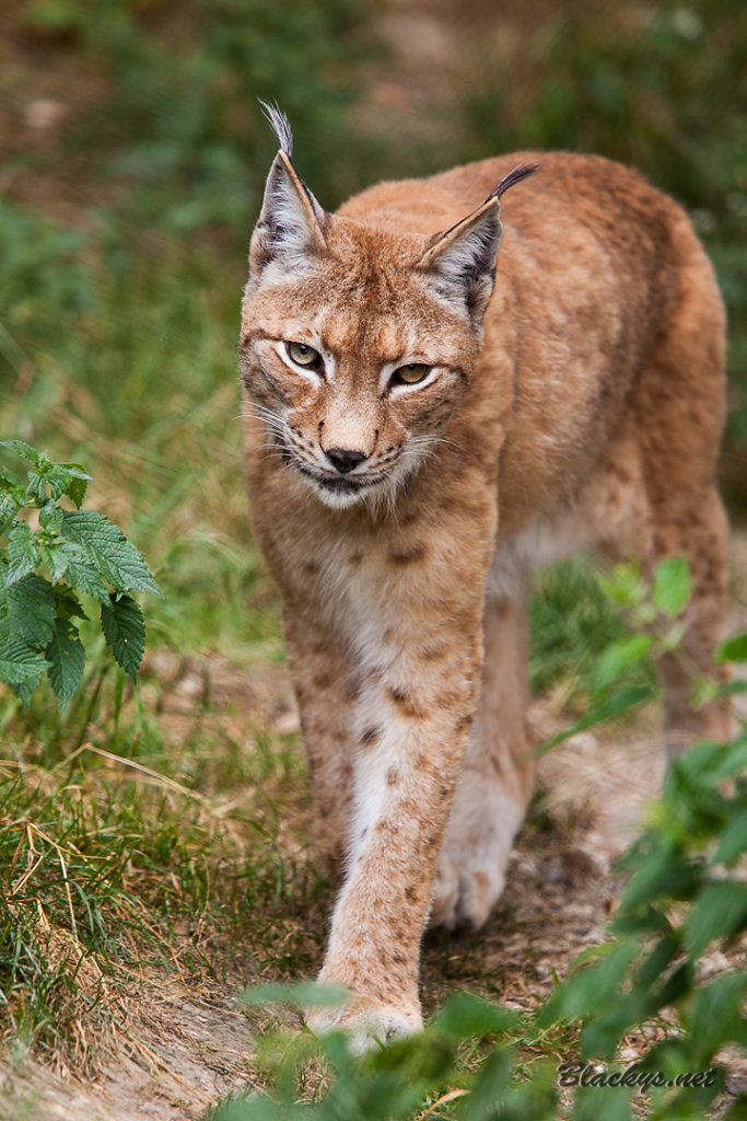 Luchs