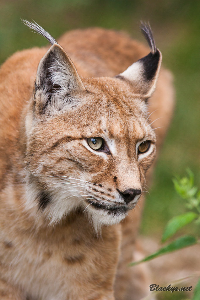 Luchs