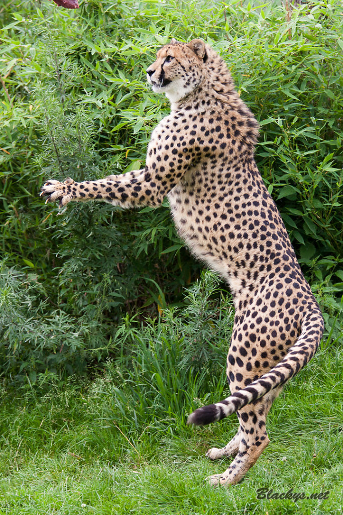 Gepard