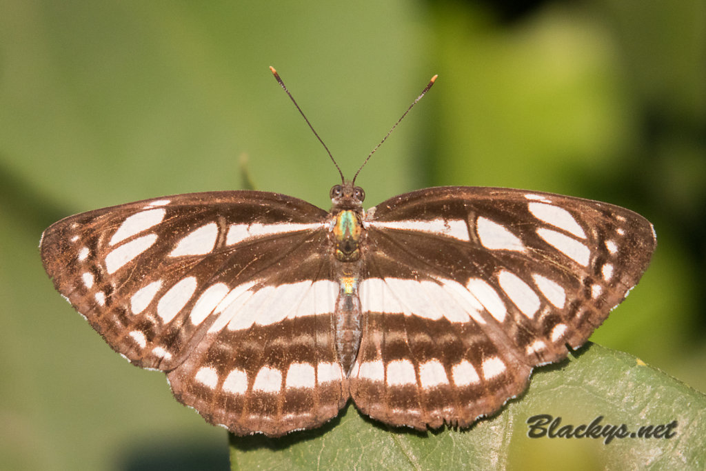 Schmetterling 