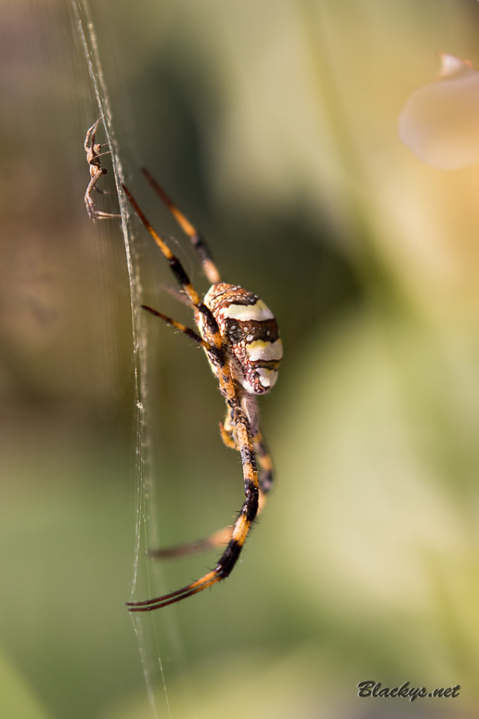 Arigope pulchella