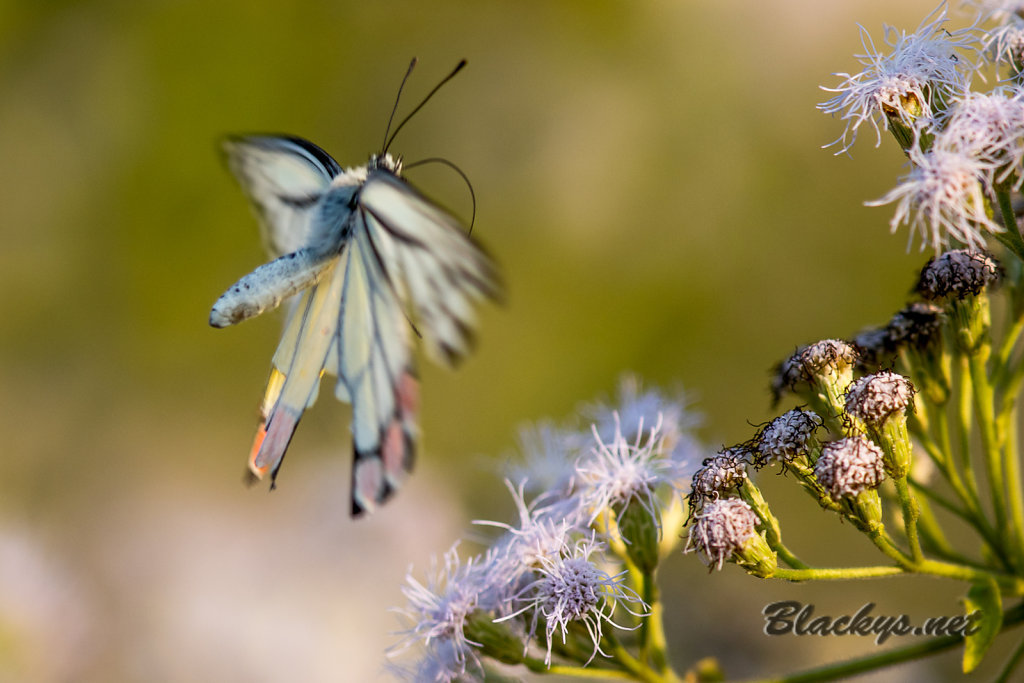 Schmetterling 