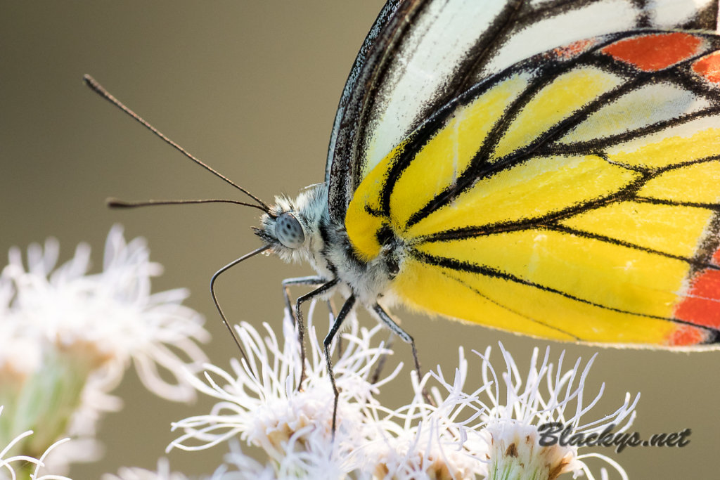 Schmetterling 