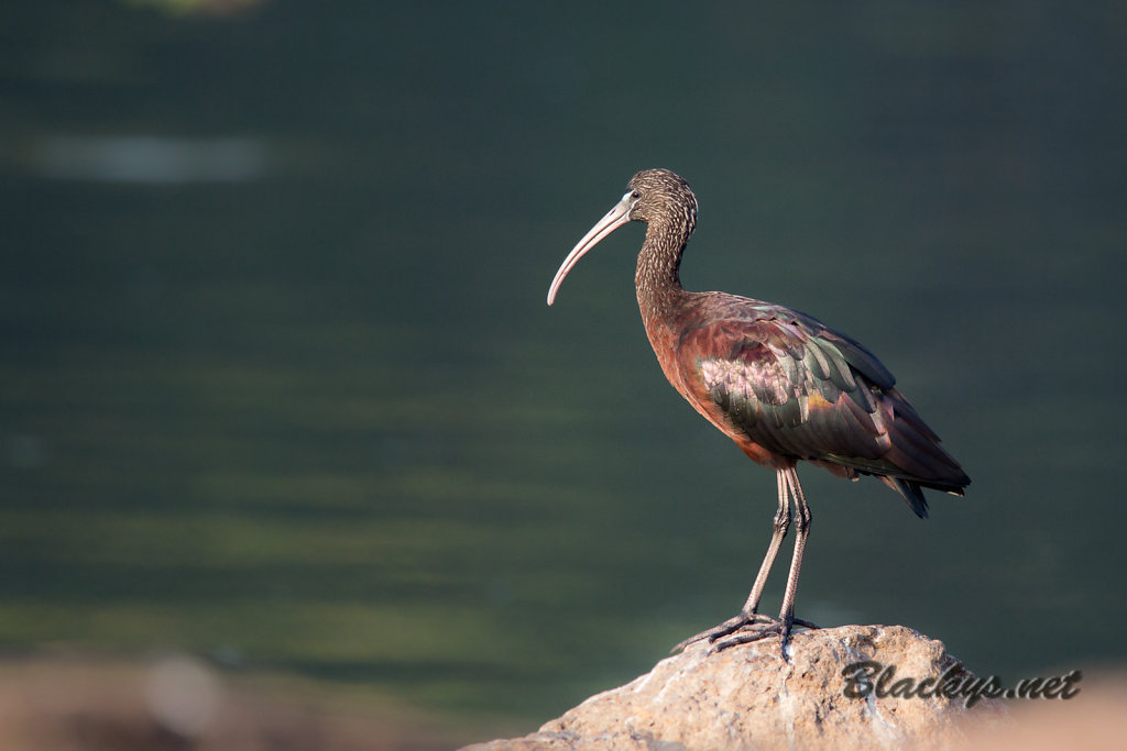 Ibis