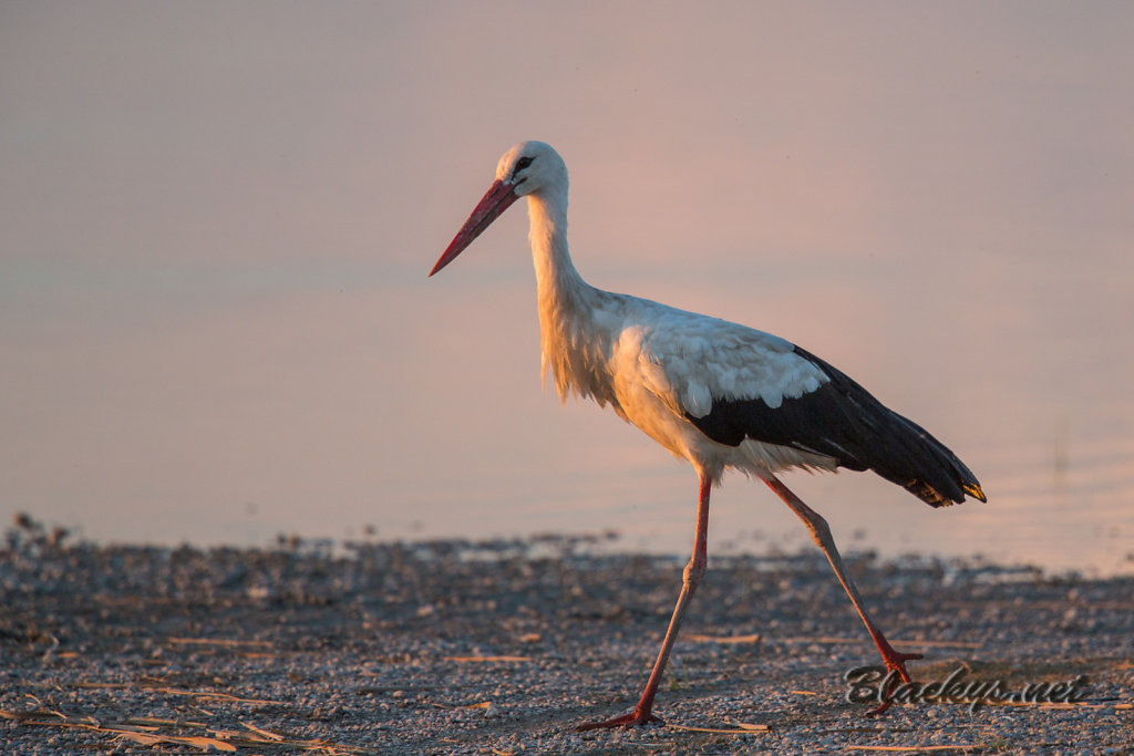 Storch