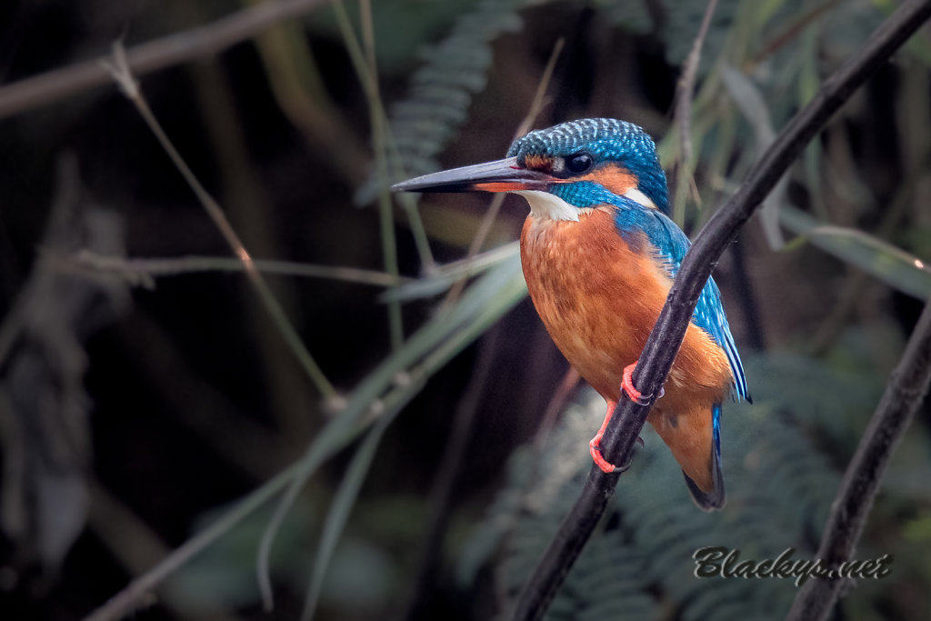 Eisvogel