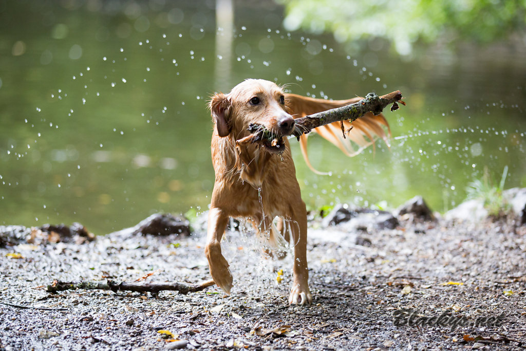 nasser Hund