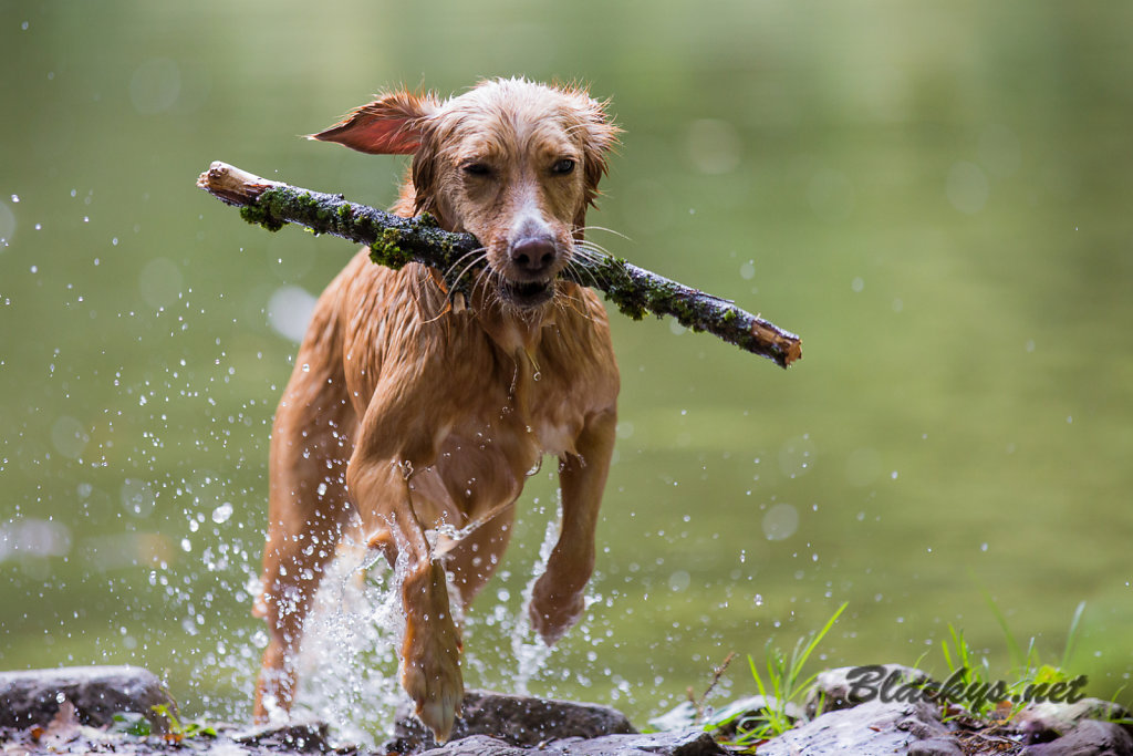 nasser Hund