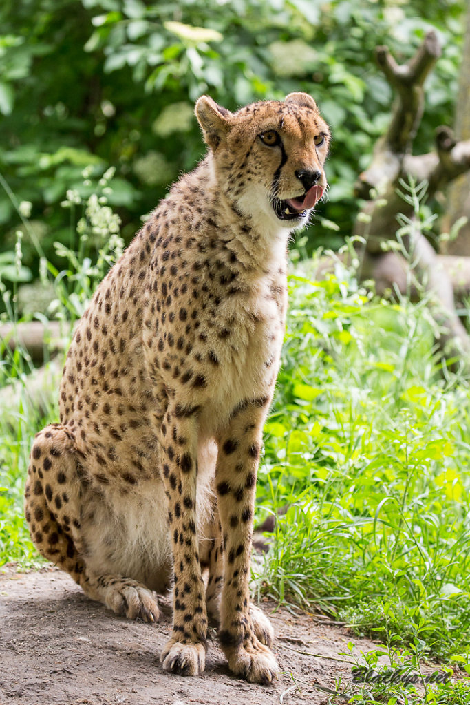 Gepard