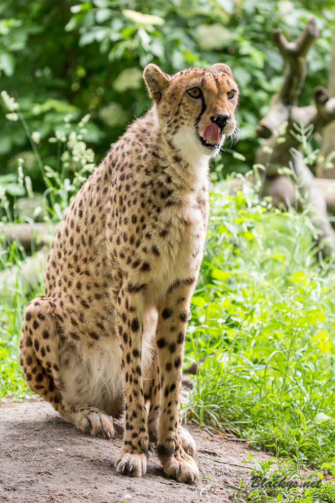 Gepard