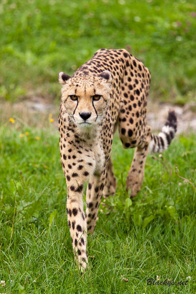 Gepard