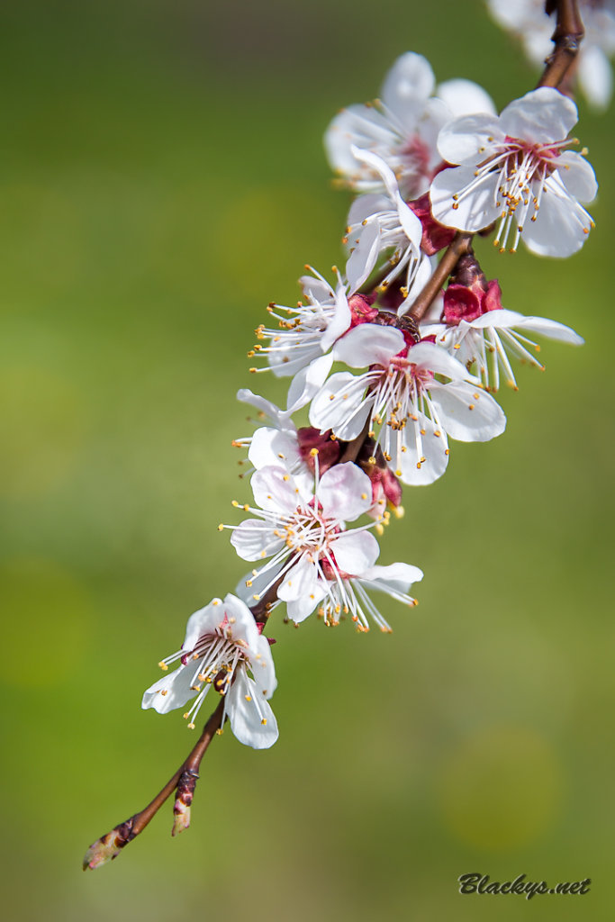 Frühling