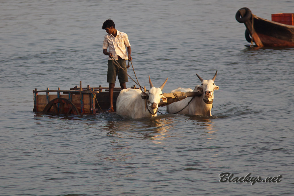 Fischtransporter
