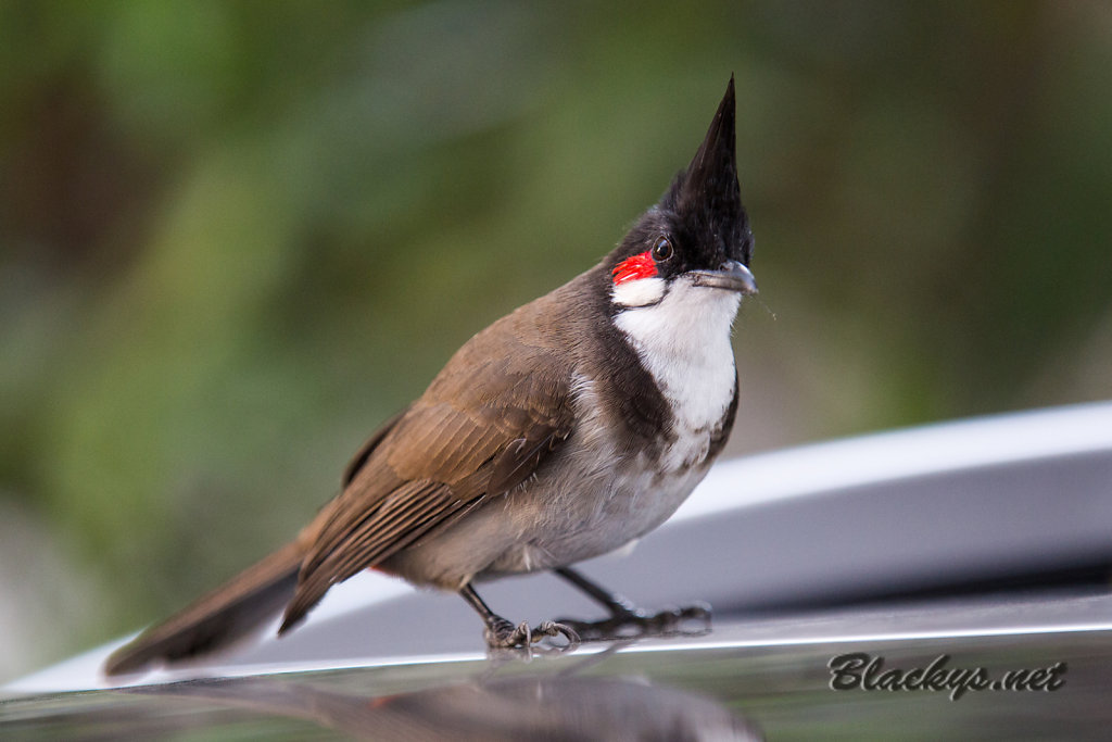 Bulbul