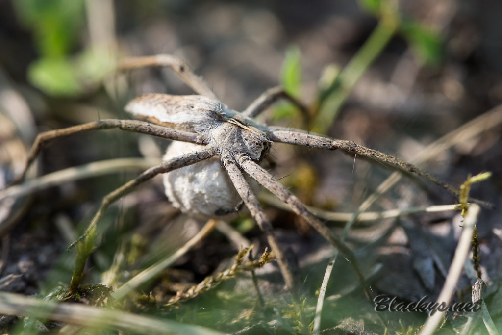 Spinne mit kokon