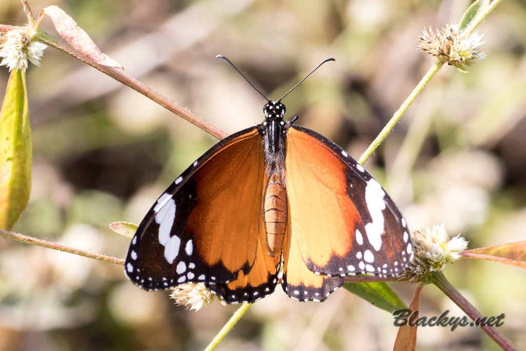 Schmetterling