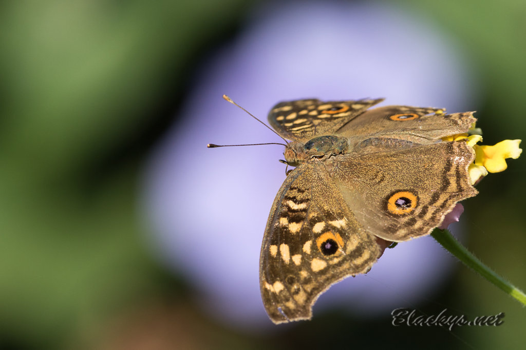 Schmetterling