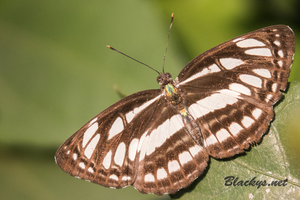 Schmetterling