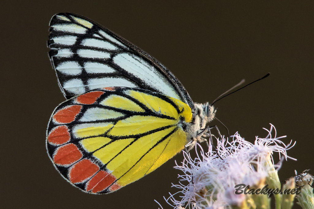 Schmetterling