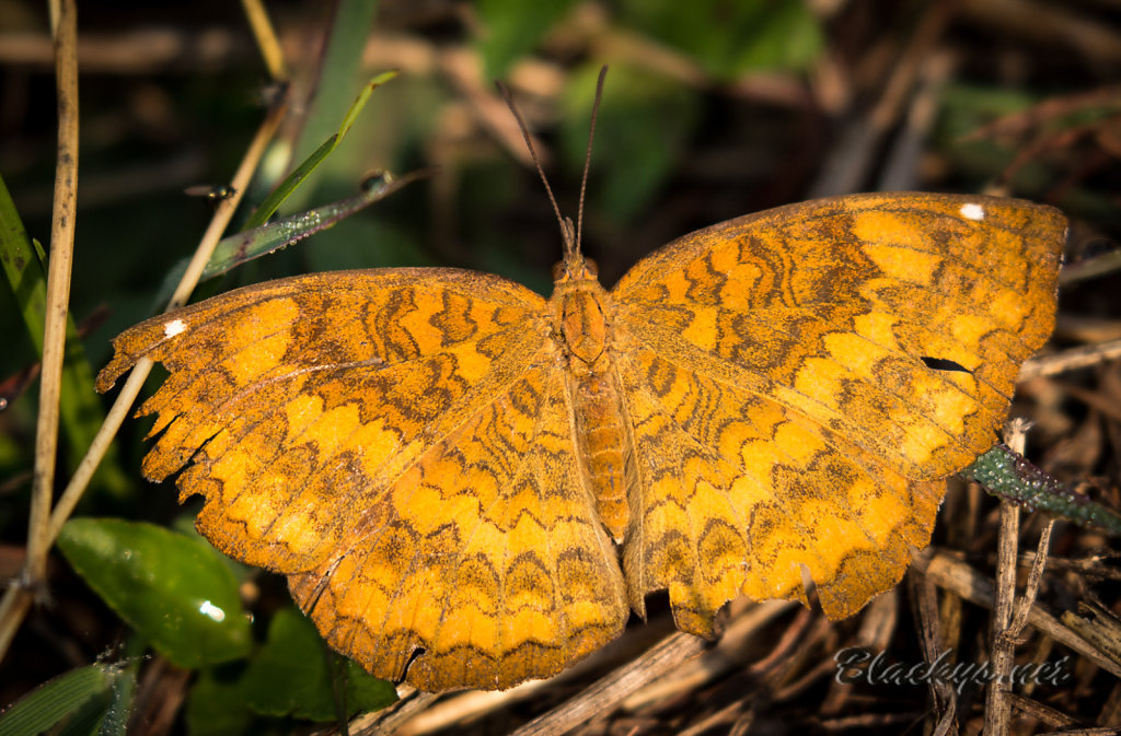 Schmetterling