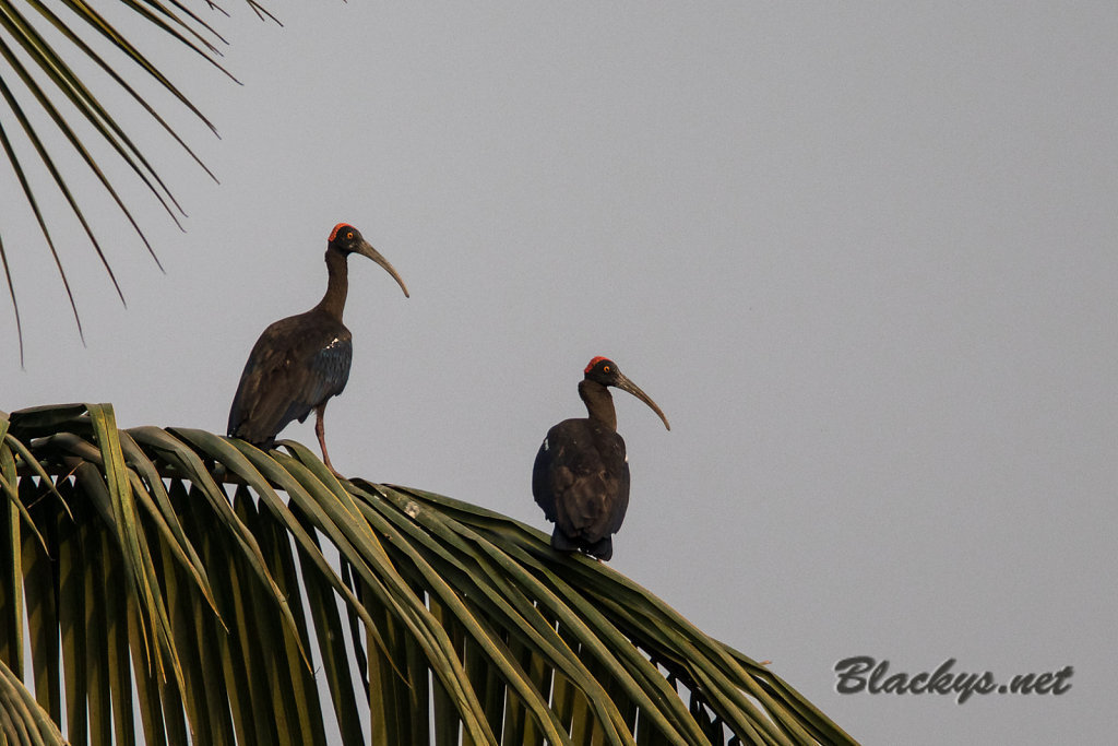 Ibis