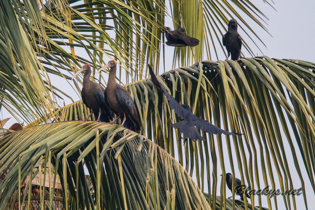 Ibis