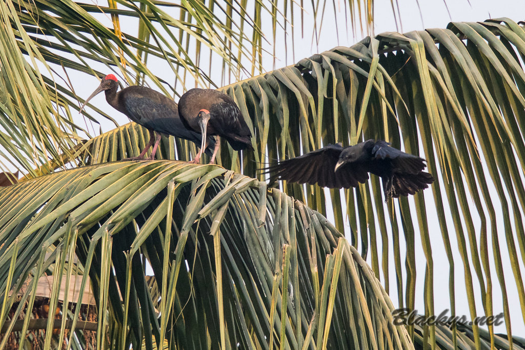 Ibis