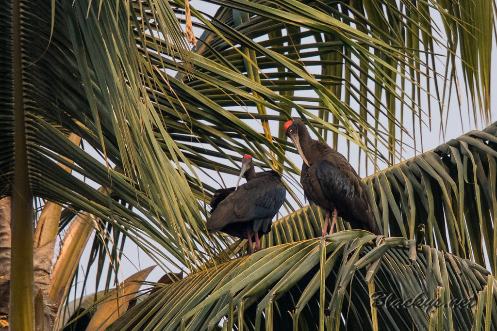 Ibis