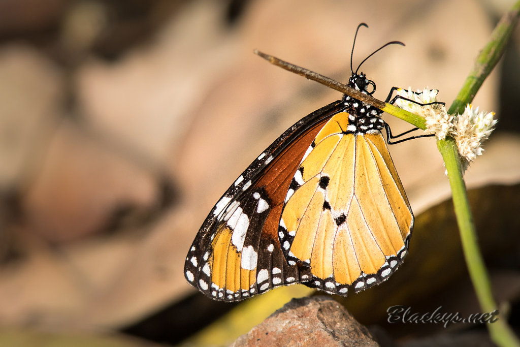 Schmetterling