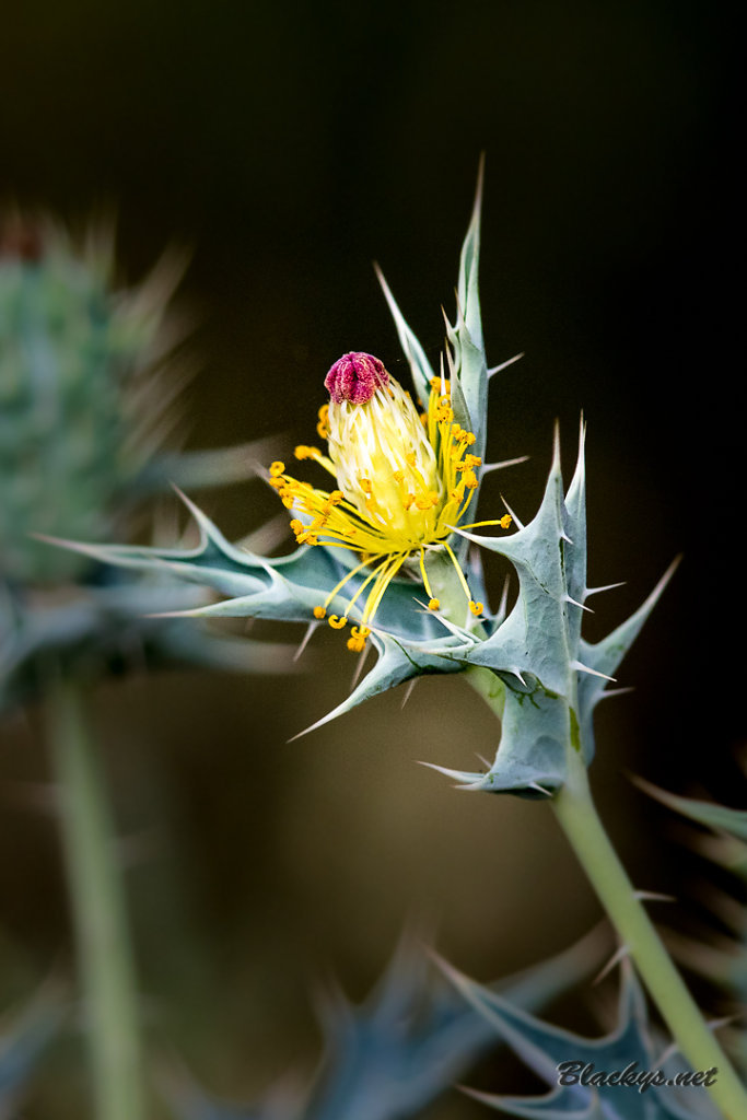 Distel