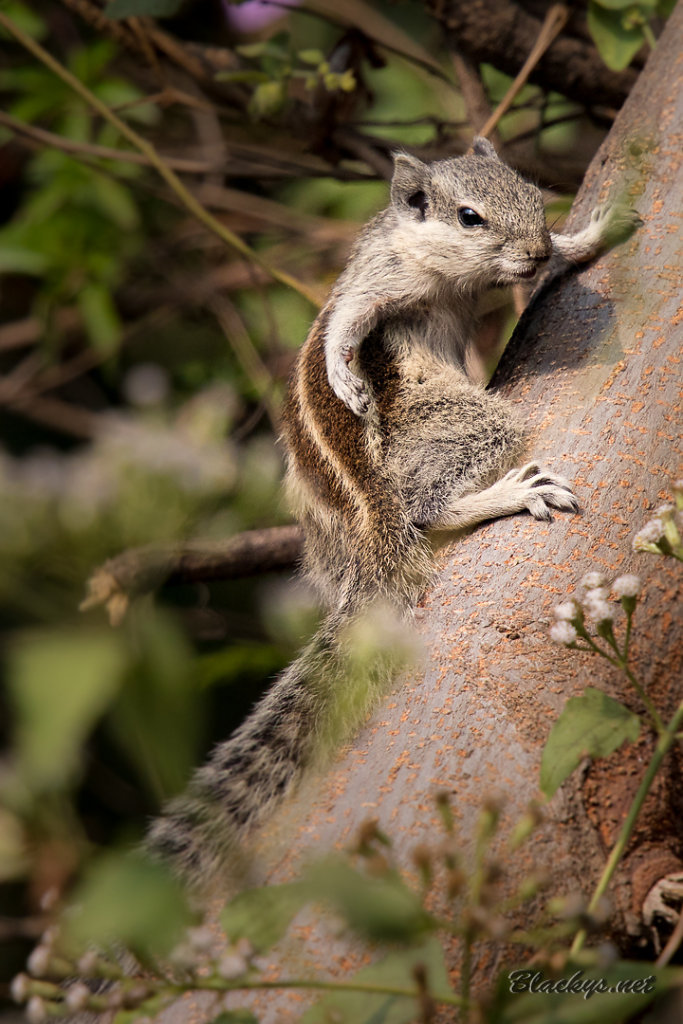 Palmhörnchen