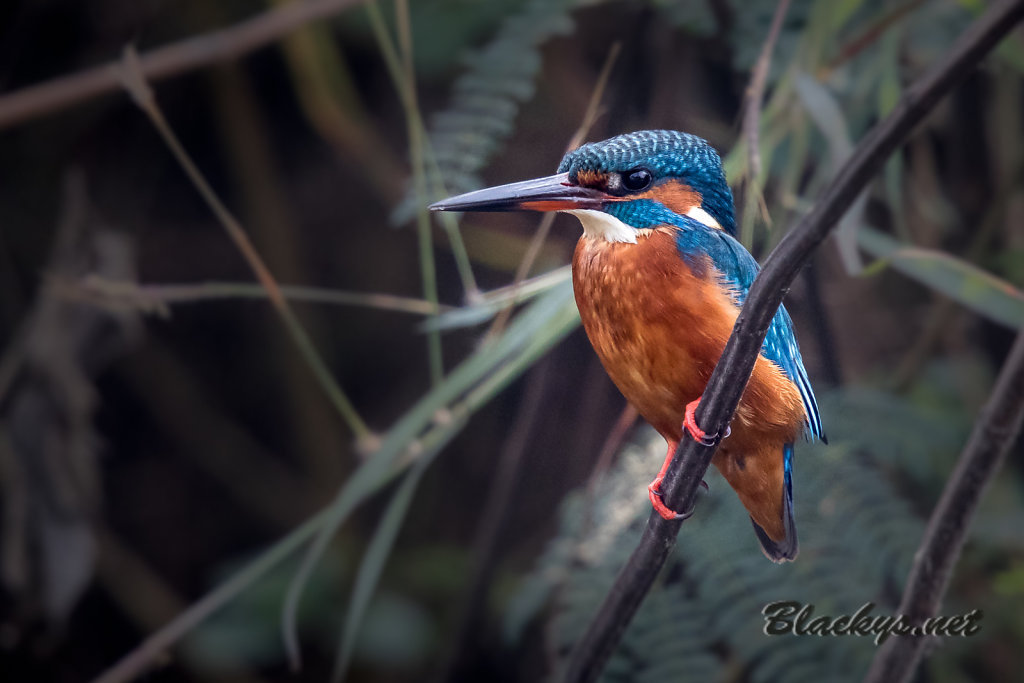 Eisvogel