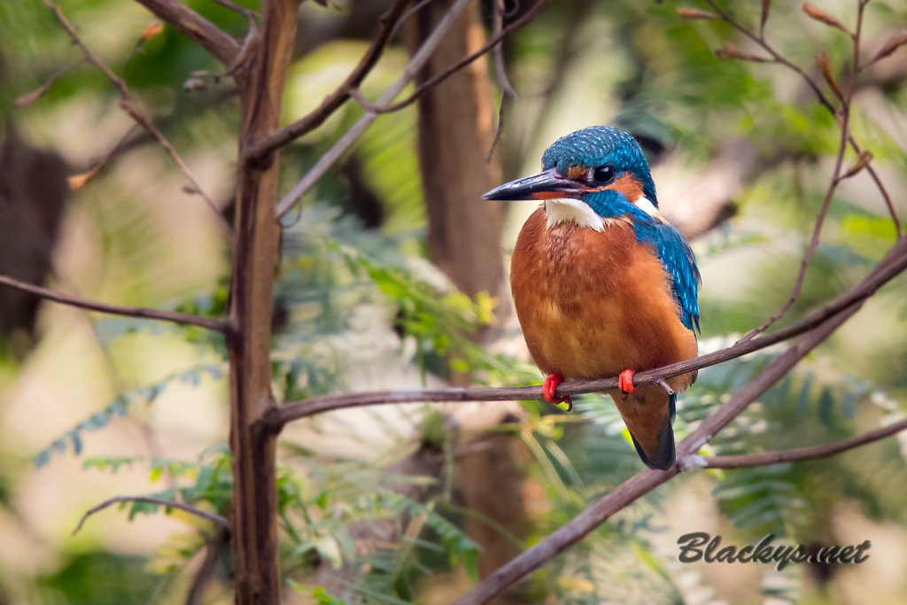 Eisvogel