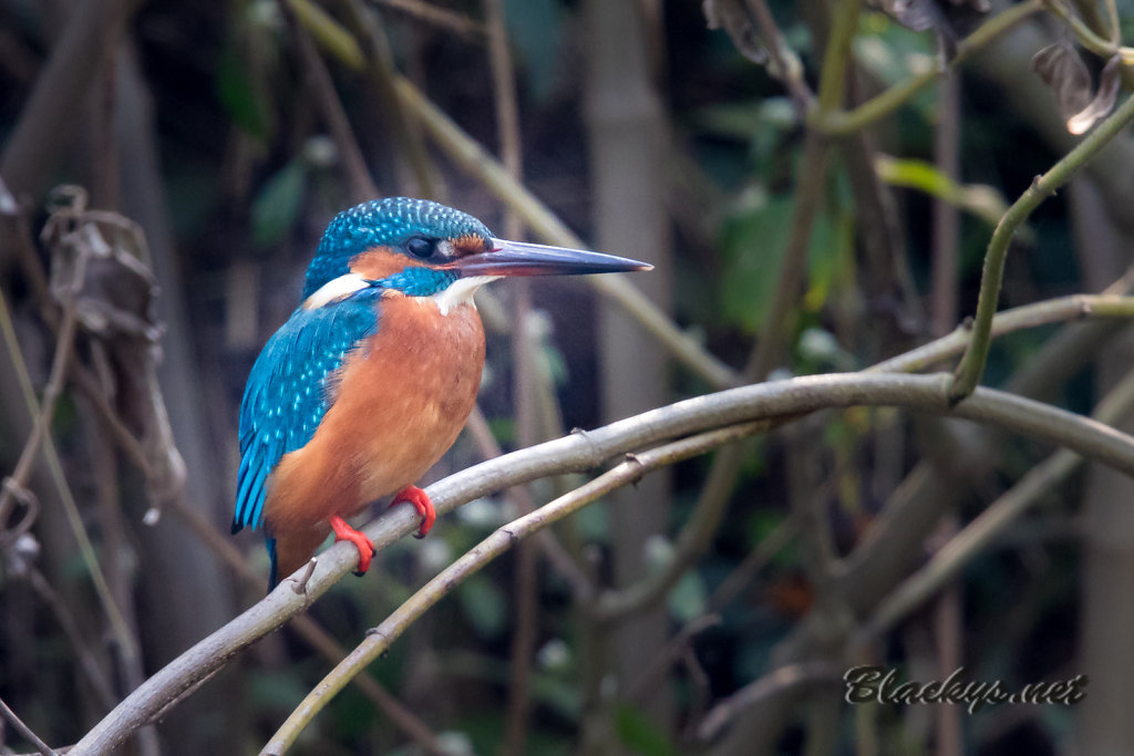 Eisvogel