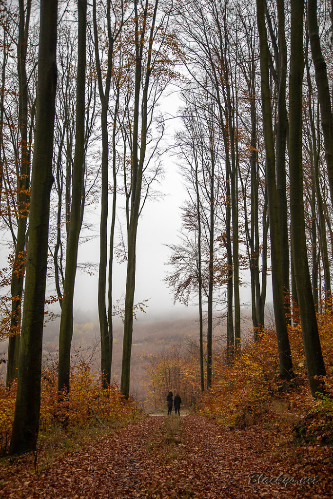 Waldviertel