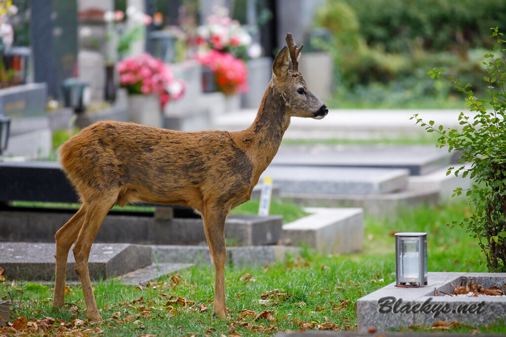 Zentralfriedhof