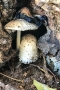 Herbst